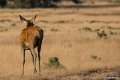 2016-09-23 Park de Hoge Veluwe